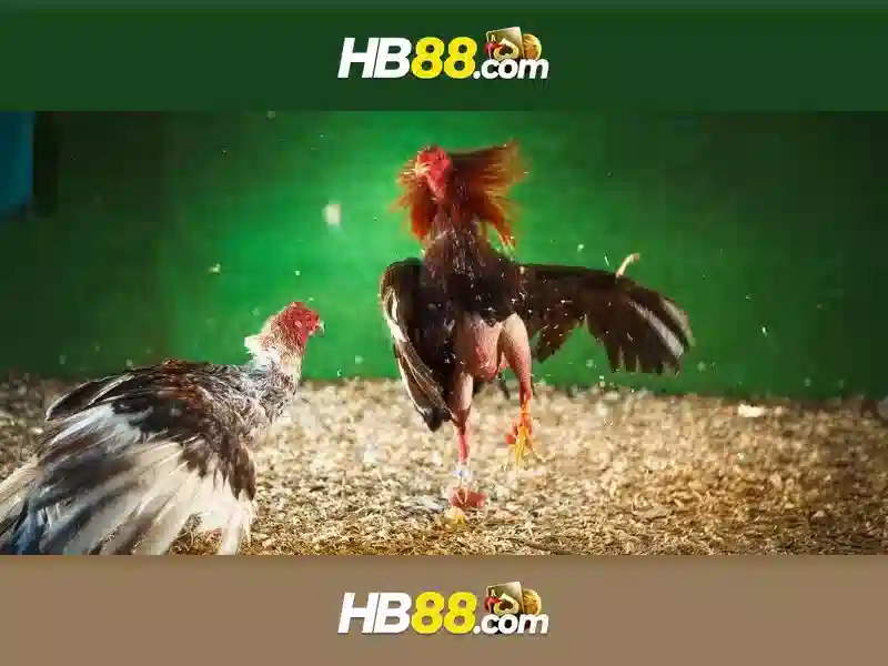 hb88 là gì và những điều bạn cần biết Giao diện nhà cái hoàn hảo