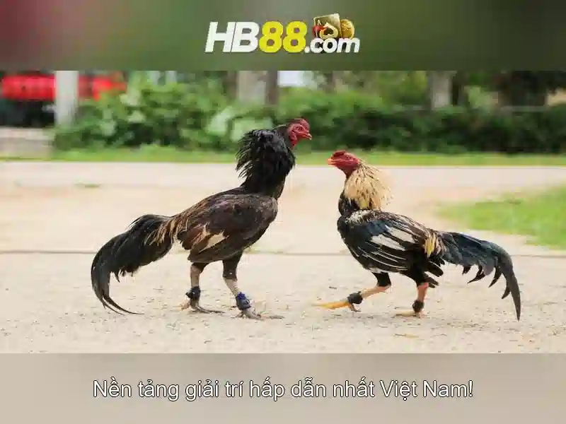 HB88: Nền tảng cá cược trực tuyến và những gì bạn cần biết Giao diện nhà cái hoàn hảo